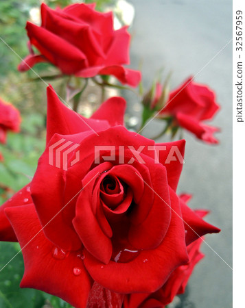Wet red rose wet 32567959