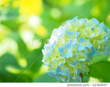 北海道的繡球花 北海道的繡球花 32568047