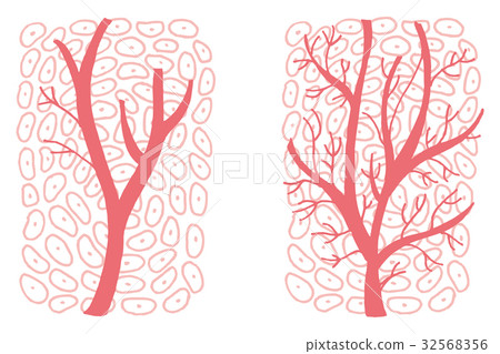 毛細血管新生 毛細血管新生 32568356