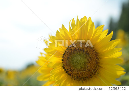 Sunflower hill park _2017 summer Sunflower hill park _2017 summer 32568422