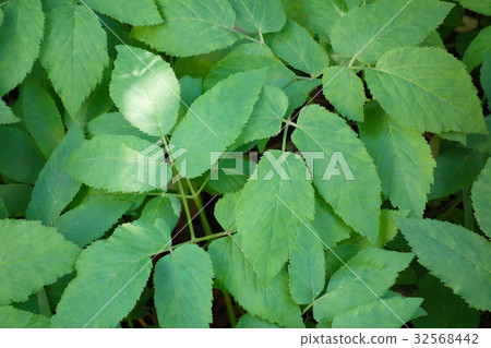 Iwamitsuba leaves 32568442