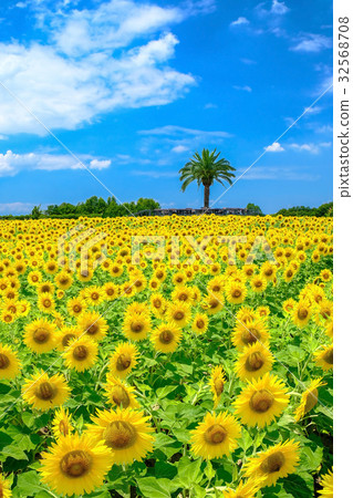 Sunflower field of Izumi City 32568708