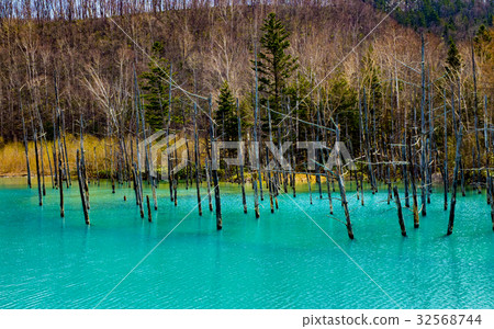 美瑛北海道的藍塘 美瑛北海道的藍塘 32568744