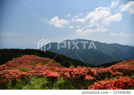 Kazurosan Azale 32569096