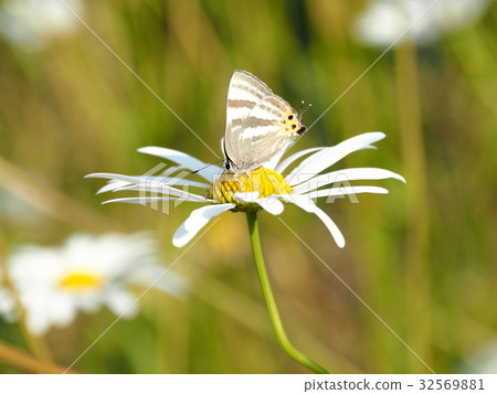Trafting (Butterfly) Trafting (Butterfly) 32569881