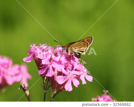 Cochabane cetera (butterfly) 32569882