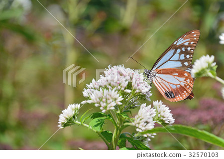 Asagi mandala butterfly on a flower budworm flower Asagi mandala butterfly on a flower budworm flower 32570103