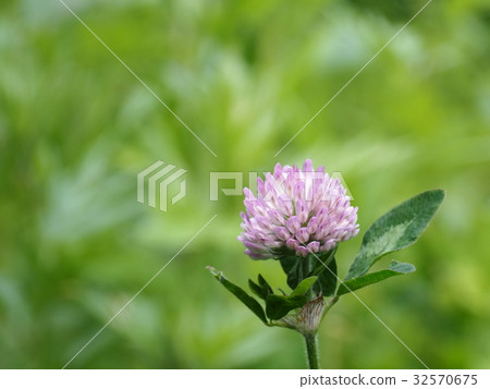 Murasakitetsukusa (purple grass) 32570675