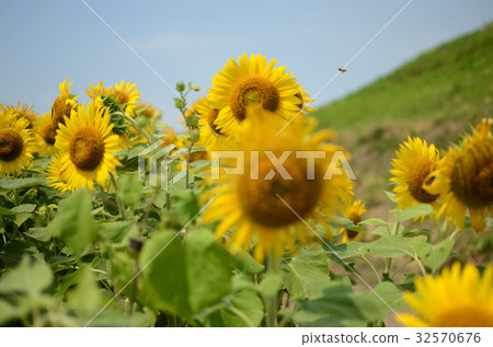 sunflower	 32570676