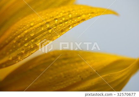 sunflower sunflower 32570677