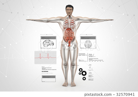 Anatomy of human body Anatomy of human body 32570941