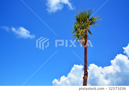 Palm tree 32571036