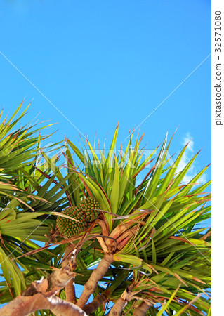 Palm tree Palm tree 32571080