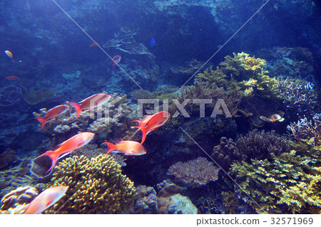 Healing tropical fish Healing tropical fish 32571969