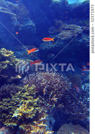 Healing tropical fish Healing tropical fish 32571973