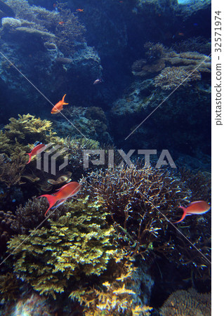 Healing tropical fish Healing tropical fish 32571974