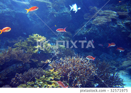 Healing tropical fish Healing tropical fish 32571975