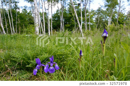 Flower iris flower along the white birch forest Flower iris flower along the white birch forest 32571978