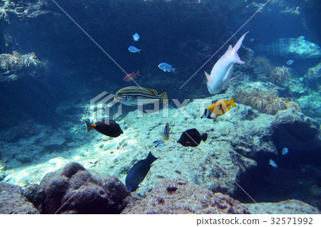 Healing tropical fish Healing tropical fish 32571992