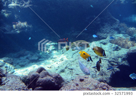 Healing tropical fish Healing tropical fish 32571993