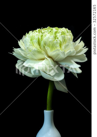 Green lotus flower. - magnolia lotus, album plenum Green lotus flower. - magnolia lotus, album plenum 32572165