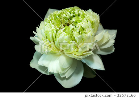 Green lotus flower. - magnolia lotus, album plenum Green lotus flower. - magnolia lotus, album plenum 32572166