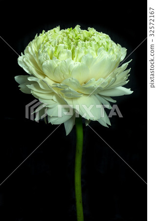 Green lotus flower. - magnolia lotus, album plenum Green lotus flower. - magnolia lotus, album plenum 32572167