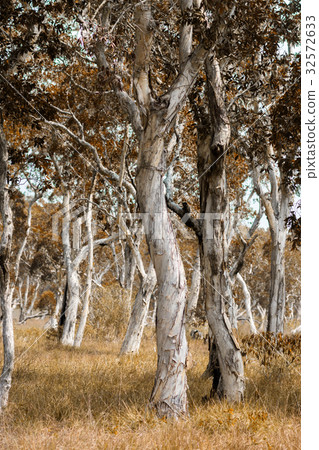 Paper bark tree 32572633