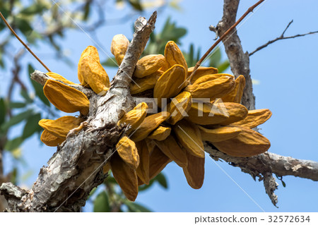 Dischidia major (Vahl) Merr. Dischidia major (Vahl) Merr. 32572634