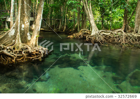 Amazing nature, Green water in the forest. Amazing nature, Green water in the forest. 32572669