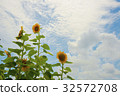 Sunflower 32572708