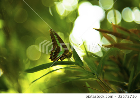 蝴蝶 蝴蝶 32572710