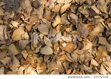 Dry leaves of Pink trumpet tree in the summer. Dry leaves of Pink trumpet tree in the summer. 32572720