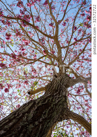 Tabebuia heterophylla (Pink Trumpet Tree ) Tabebuia heterophylla (Pink Trumpet Tree ) 32572722