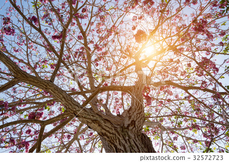 Tabebuia heterophylla (Pink Trumpet Tree ) Tabebuia heterophylla (Pink Trumpet Tree ) 32572723