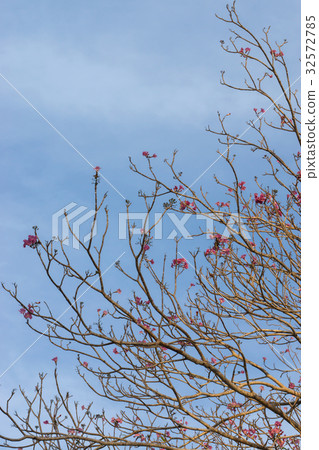 Tabebuia heterophylla (Pink Trumpet Tree ) 32572785
