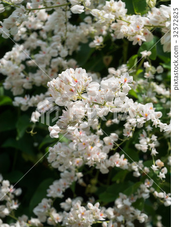 White Mexican Creeper in the garden. White Mexican Creeper in the garden. 32572825