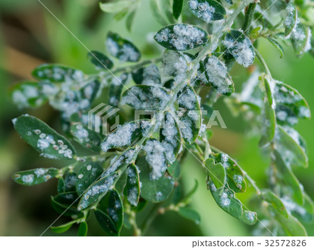 white aphids on the tree. white aphids on the tree. 32572826