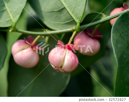 Seed of Sauropus androgynus 32572827