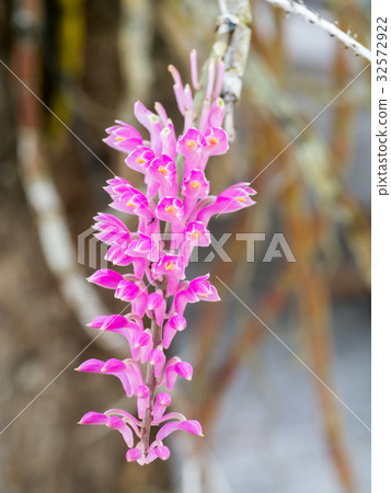 Close-up of pink orchids. 32572922