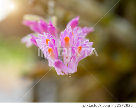 Close-up of pink orchids. 32572923