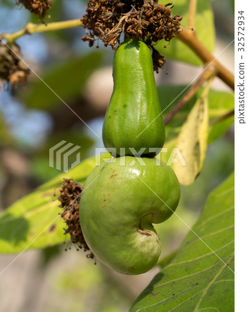 Cashew growing on a tree Cashew growing on a tree 32572934