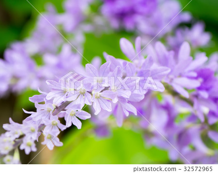 Petrea Flowers on the tree. 32572965