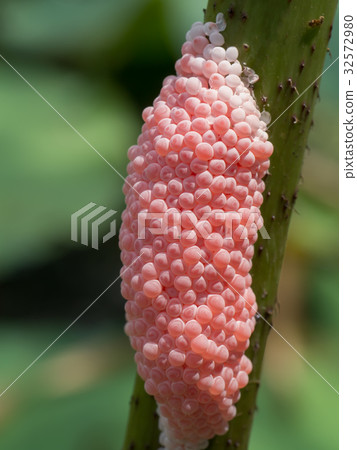 Close-up of Eggs in the pond snail. 32572980