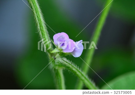 大豆花 32573005