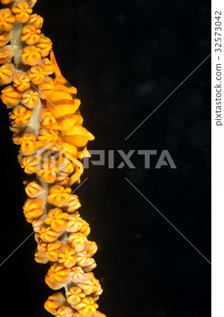 Bishamon蝦 32573042