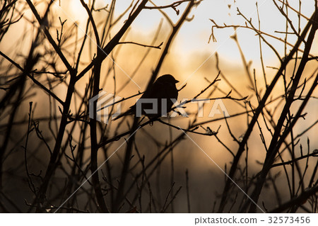 birds on a branch at sunset in Russia 32573456