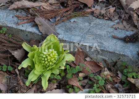 臭鼬白菜 臭鼬白菜 32573715