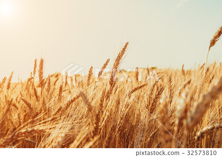 Gold Wheat Field. Nature Sunset Landscape.  32573810