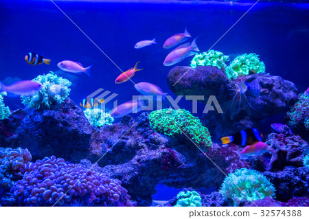 Tropical fish with corals and algae in blue water 32574388